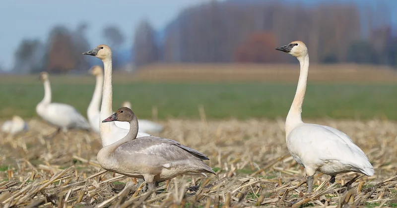 Des verrines bluffantes sans se ruiner : le calendrier des saisons